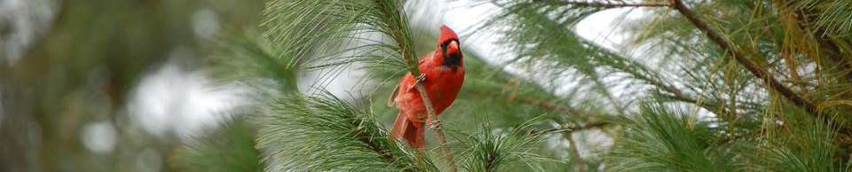 male cardinal perched in an evergreen tree